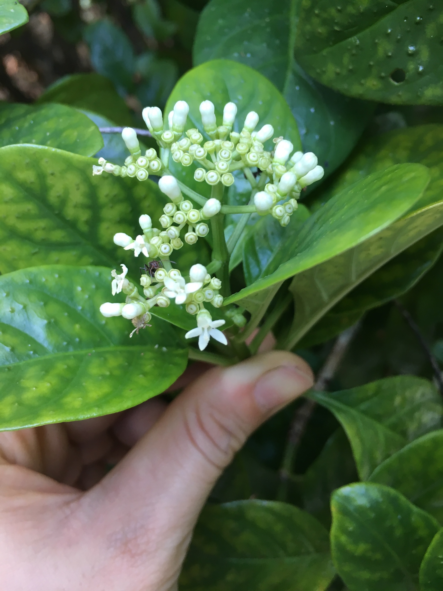 Psychotria punctata