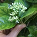 Psychotria punctata - Photo (c) Alexandra Molyneaux,  זכויות יוצרים חלקיות (CC BY-NC), הועלה על ידי Alexandra Molyneaux