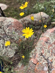 Croptilon hookerianum