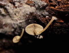 Simocybe phlebophora