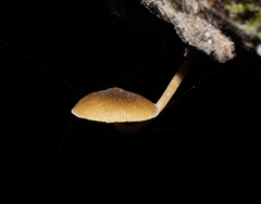 Simocybe phlebophora