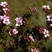 Kogelberg Chinaflower - Photo (c) Nick Helme, some rights reserved (CC BY-SA), uploaded by Nick Helme