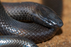 Amblyodipsas polylepis