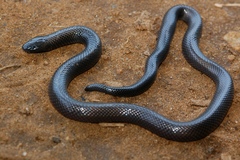 Amblyodipsas polylepis