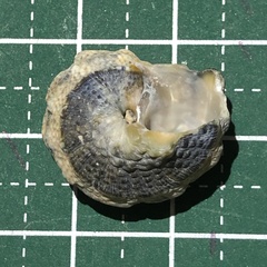 Lunella coronata