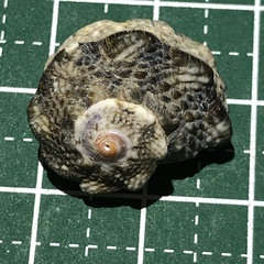 Lunella coronata