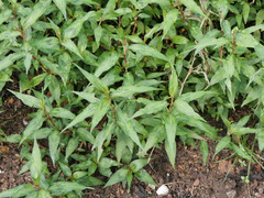 Persicaria odorata