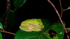 Pithecopus hypochondrialis