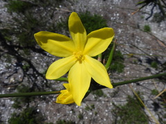 Bobartia longicyma magna