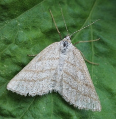 Perconia strigillaria