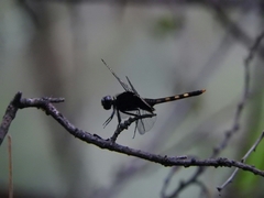 Erythemis attala