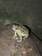 Rhinella major