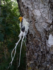 Cerogenes auricoma