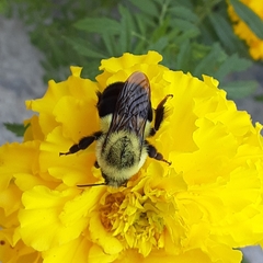 Bombus impatiens