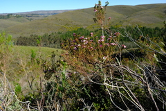 Adenandra multiflora