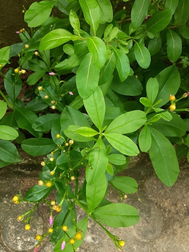 Philippine spinach