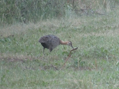 Rhynchotus rufescens