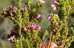 Adenandra multiflora