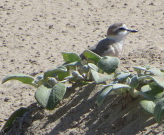 Charadrius marginatus arenaceus