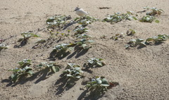 Charadrius marginatus arenaceus