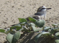 Charadrius marginatus arenaceus