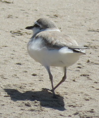 Charadrius marginatus arenaceus