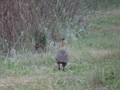 Rhynchotus rufescens