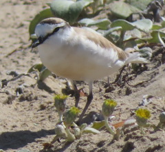 Charadrius marginatus arenaceus