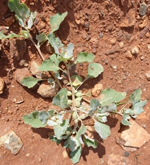 Atriplex holocarpa