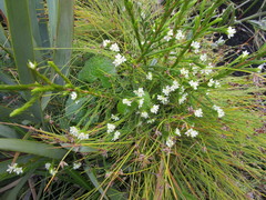 Lachnaea diosmoides