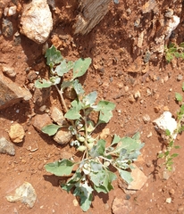 Atriplex holocarpa