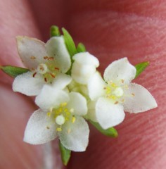 Lachnaea diosmoides