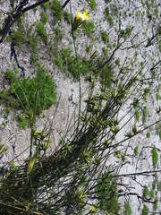 Bobartia longicyma magna