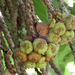 Ficus auriculata - Photo (c) 106611639464075912591, algunos derechos reservados (CC BY-NC-SA), uploaded by Jonathan Hiew