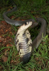 Naja annulifera