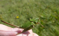Psorodonotus
