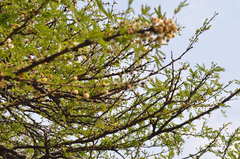 Vachellia robusta clavigera