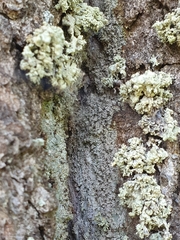 Ramalina baltica