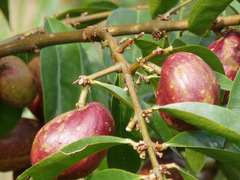 Phaleria macrocarpa