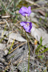 Swainsona procumbens