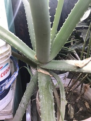 Aloe vera