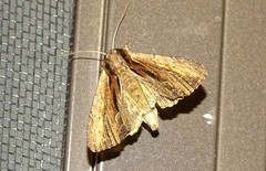 Apamea verbascoides