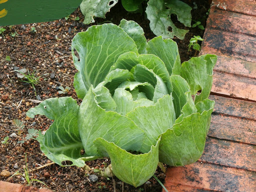 Cabbage/Cauliflower/Broccoli (Brassicaceae(mustard family) in karnataka ...