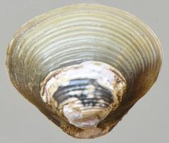 Corbicula fluminalis