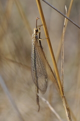 Macronemurus appendiculatus