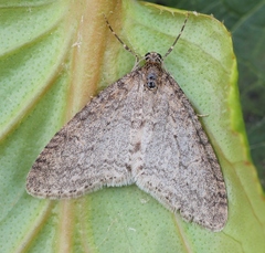 Trichopteryx carpinata