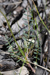 Swainsona procumbens