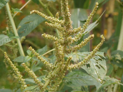 Amaranthus blitum oleraceus