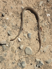 Psammophis leightoni