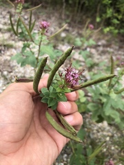 Polanisia dodecandra riograndensis